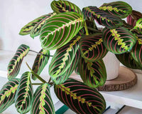 Maranta Leuconeura - Flower seeds for Planting - Compact Growth, Heirloom & GMO Free Seeds for Home Garden