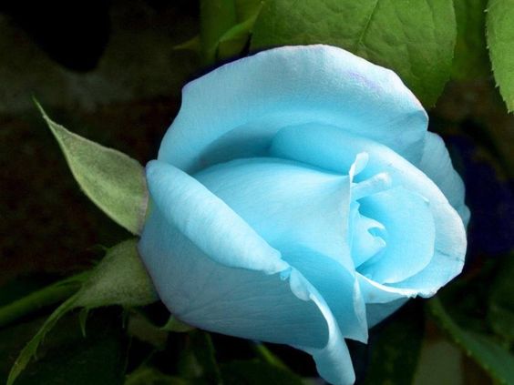 Sky Blue Grey Rose Flower Seeds for Planting Fragrant Blossoms Heirloom & GMO Free Seeds for Home Garden
 
 Sale