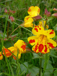 Mimulus Luteus Flower seeds for Planting - Drought Tolerant, Heirloom & GMO Free Seeds for Home Garden