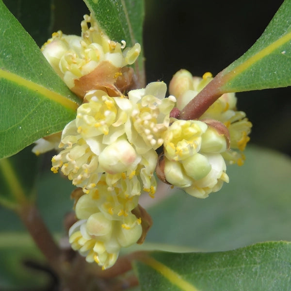 Laurus Nobilis Flower seeds for Planting - Sun Loving, Heirloom & GMO Free Seeds for Home Garden