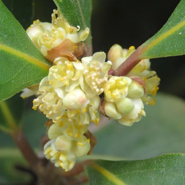 Laurus Nobilis Flower seeds for Planting - Sun Loving, Heirloom & GMO Free Seeds for Home Garden