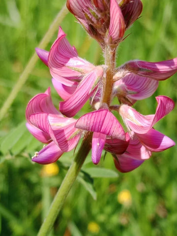 Onobrychis Viciifolia Flower seeds for Planting Sun Loving Heirloom & GMO Free Seeds for Home Garden