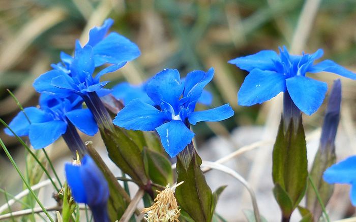 Erinus Flower seeds for Planting - Wildflower Mix, Heirloom & GMO Free Seeds for Home Garden