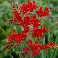 Crocosmia Flower seeds for Planting Seasonal Bloomer Heirloom & GMO Free Seeds for Home Garden
