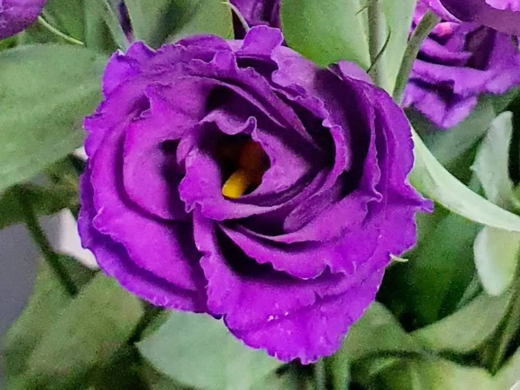 Eustoma Flower Seeds for Planting Blue and White for Your Garden