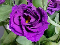 Eustoma Flower Seeds for Planting Blue and White for Your Garden