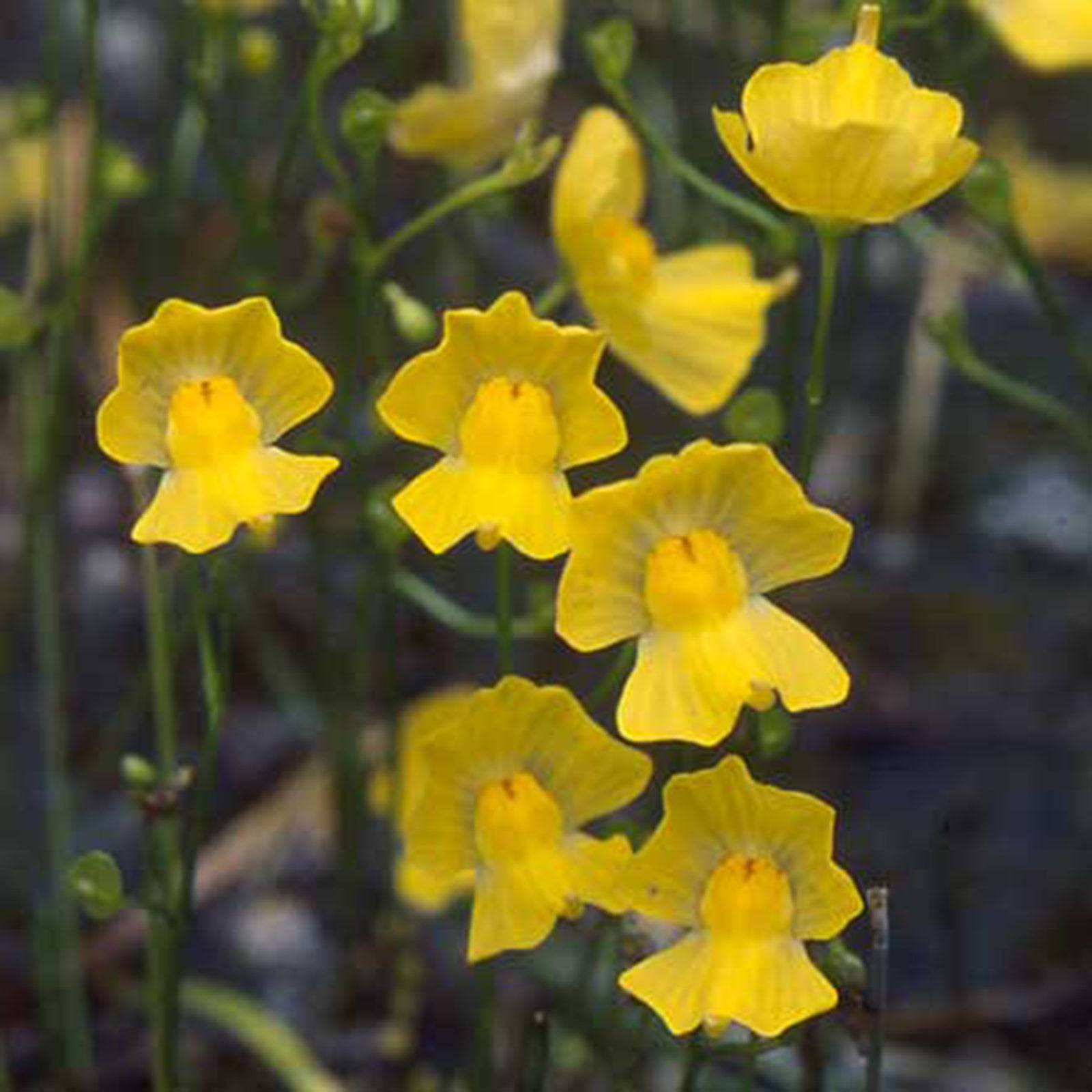 Bladderwort Flower Seeds for Planting  Grow Unique Aquatic Blooms