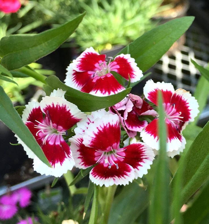 White Red Dianthus Flower seeds for Planting Fragrant Blossoms Heirloom & GMO Free Seeds for Home Garden
 
 Sale seeds for home garden planting