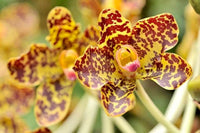 Tiger Orchid Flower seeds for Planting - Seasonal Bloomer, Heirloom & GMO Free Seeds for Home Garden