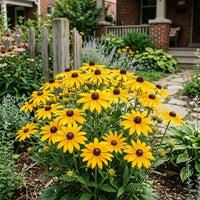 Susan Flower seeds for Planting, Hardy Variety Heirloom & GMO Free Seeds for Home Garden