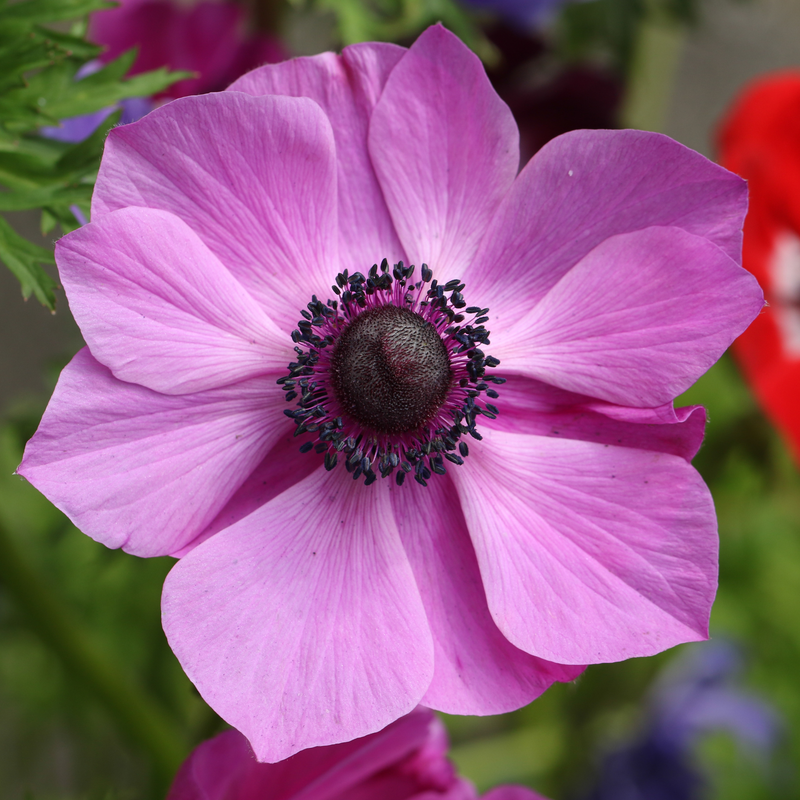 Anemone Flower seeds for Planting - Vibrant Colors, Heirloom & GMO Free Seeds for Home Garden