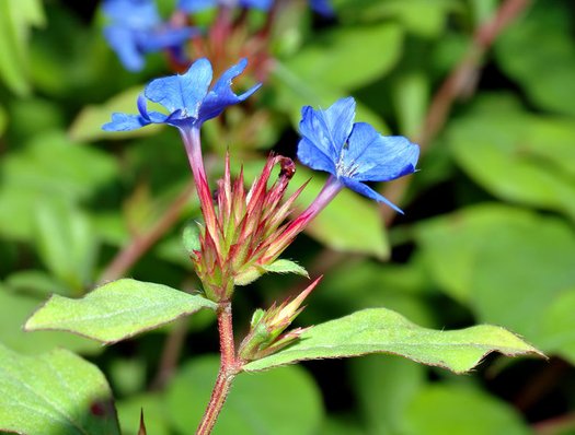 Ceratostigma Plumbaginoides Flower seeds for Planting Sun Loving Heirloom & GMO Free Seeds for Home Garden 
 
 Sale