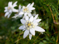 White Edelweiss Ground Flower seeds for Planting - Bright Blooms, Heirloom & GMO Free Seeds for Home Garden