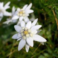 White Edelweiss Alpine Flower seeds for Planting Seasonal Bloomer Heirloom & GMO Free Seeds for Home Garden
 
 Sale
