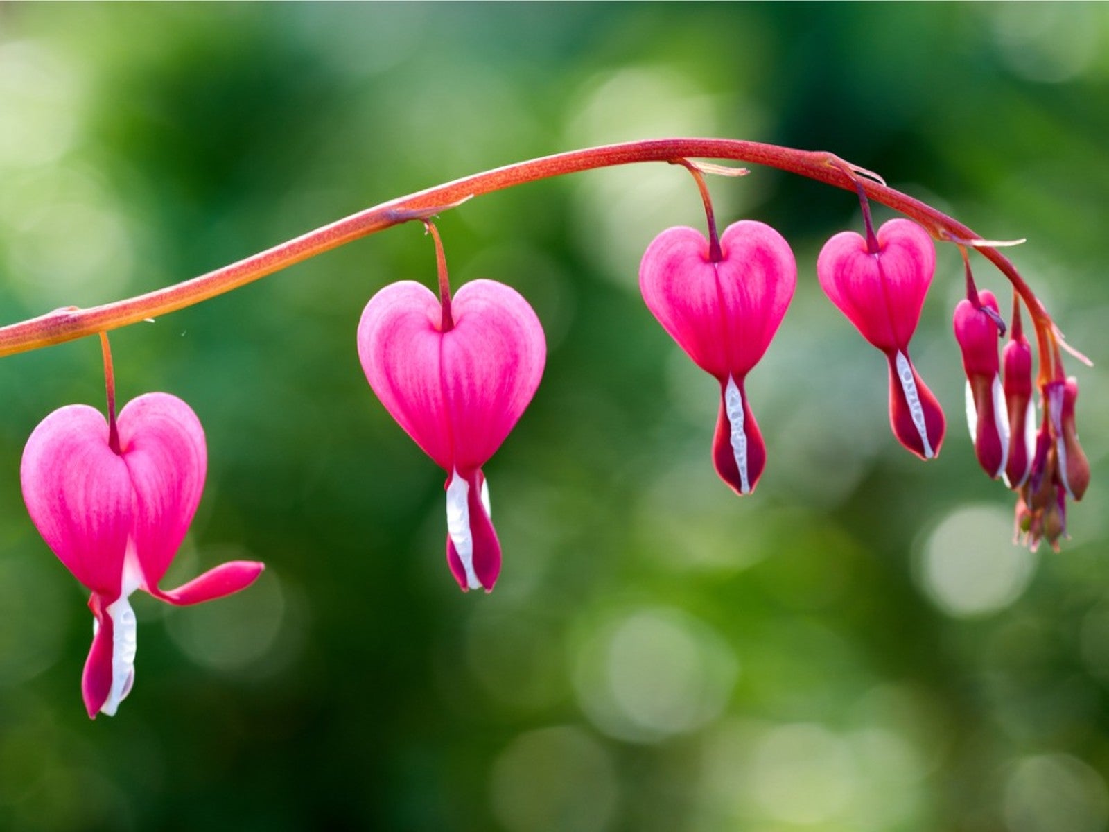 Bleeding Heart Seeds for Planting Lamprocapnos Spectabilis shade garden flower bed