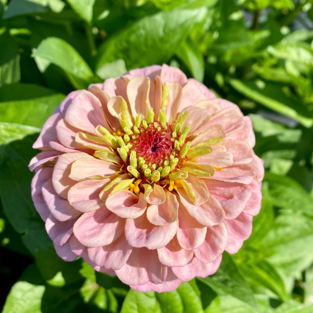 Light Pink Zinnia Flower seeds for Planting Bright Blooms Heirloom & GMO Free Seeds for Home Garden