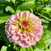 Light Pink Zinnia Flower seeds for Planting Bright Blooms Heirloom & GMO Free Seeds for Home Garden