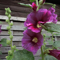 Purple Hollyhock Flower seeds for Planting - Sun Loving, Heirloom & GMO Free Seeds for Home Garden