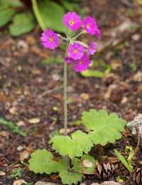 Himalayan Primrose Flower seeds for Planting Premium Quality Heirloom & GMO Free Seeds for Home Garden
