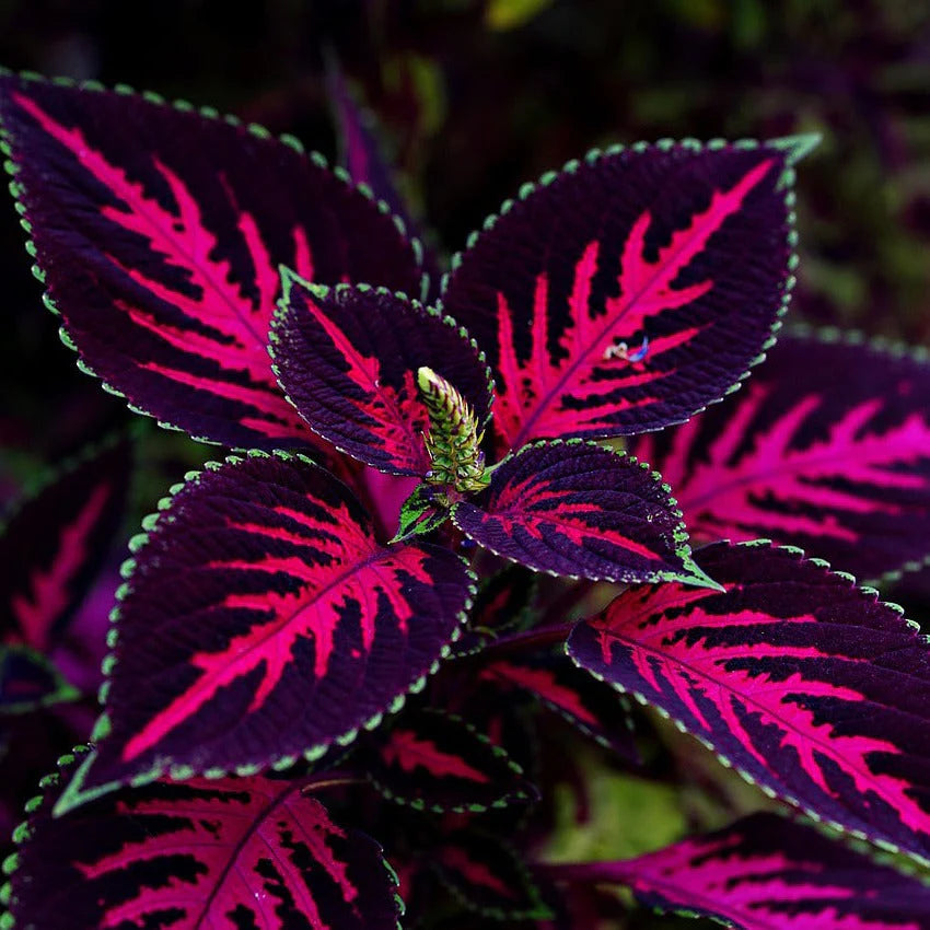 Coleus Blumei Flower seeds for Planting Cottage Garden Essential Heirloom & GMO Free Seeds for Home Garden