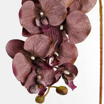 Brown Phalaenopsis Orchid Flower Seeds for Planting Easy to Grow Heirloom & GMO Free Seeds for Home Garden
 
 Sale