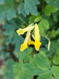 Corydalis Lutea Flower seeds for Planting Fragrant Blossoms Heirloom & GMO Free Seeds for Home Garden