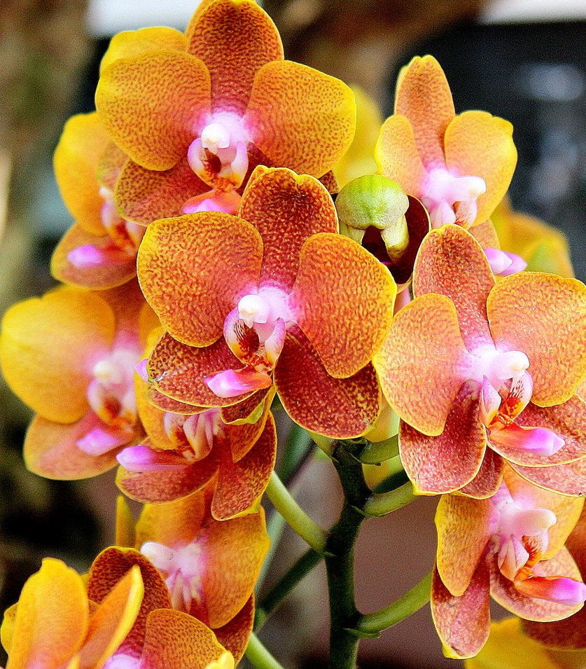 Orange Mini Orchid Flower seeds for Planting - Seasonal Bloomer, Heirloom & GMO Free Seeds for Home Garden