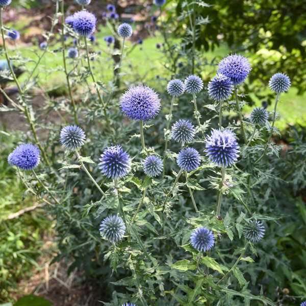 Echinops Ritro Flower seeds for Planting - Compact Growth, Heirloom & GMO Free Seeds for Home Garden