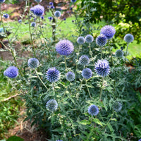Echinops Ritro Flower seeds for Planting - Compact Growth, Heirloom & GMO Free Seeds for Home Garden