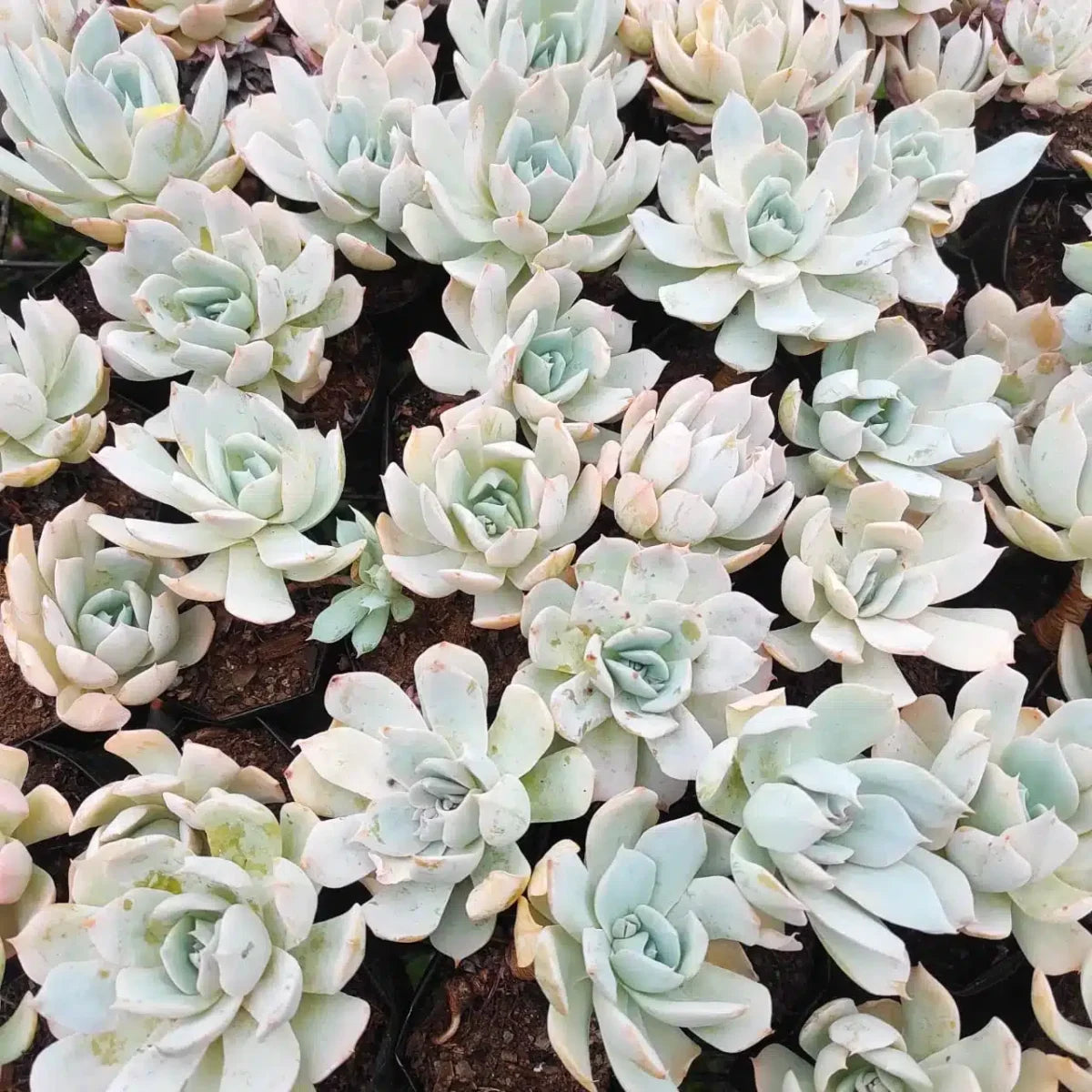 White Succulent Flower Seeds for Planting Pollinator Friendly Heirloom & GMO Free Seeds for Home Garden
 
 Sale