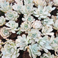 White Succulent Flower Seeds for Planting Pollinator Friendly Heirloom & GMO Free Seeds for Home Garden
 
 Sale