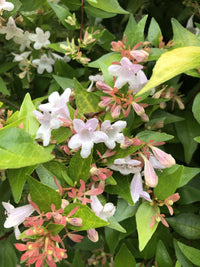 White Abelia Flower seeds for Planting - Perfect for Borders, Heirloom & GMO Free Seeds for Home Garden