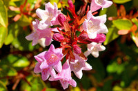 Red Abelia Flower seeds for Planting Drought Tolerant Heirloom & GMO Free Seeds for Home Garden 
 
 Sale