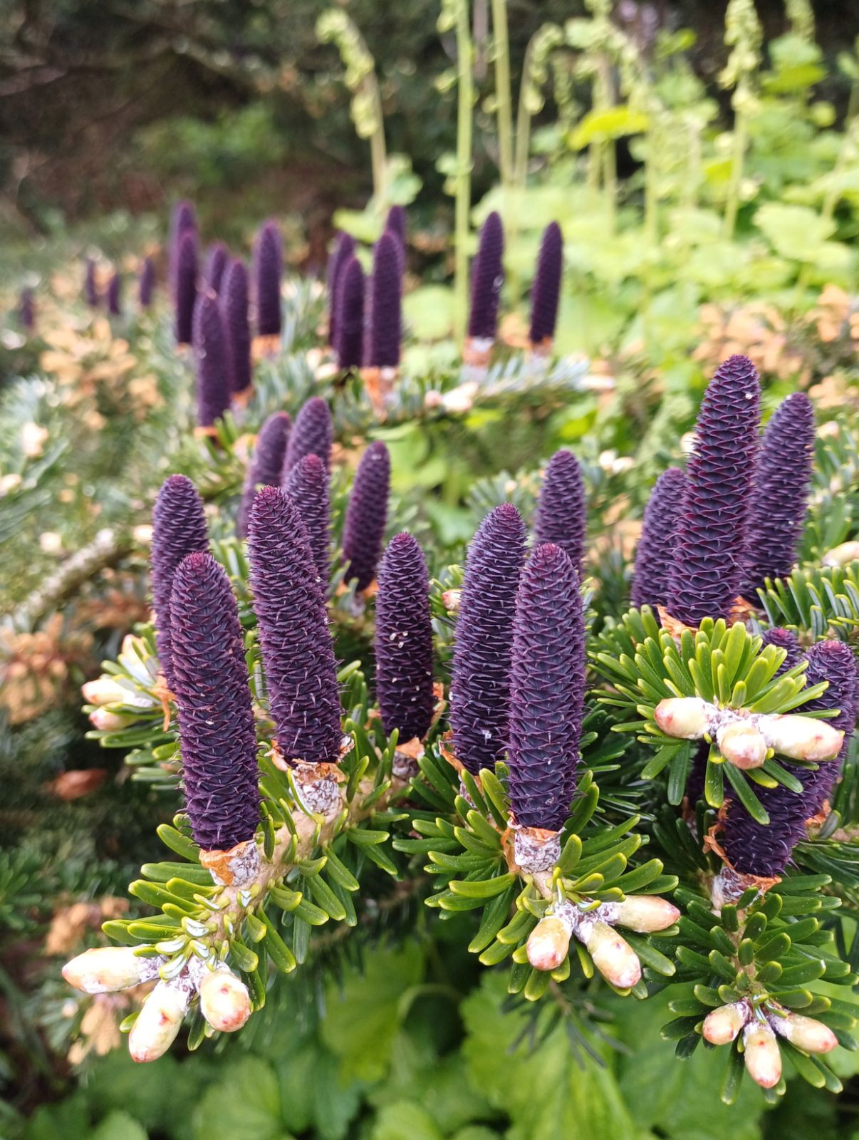 Purple Abies Koreana Flower seeds for Planting - Sun Loving, Heirloom & GMO Free Seeds for Home Garden