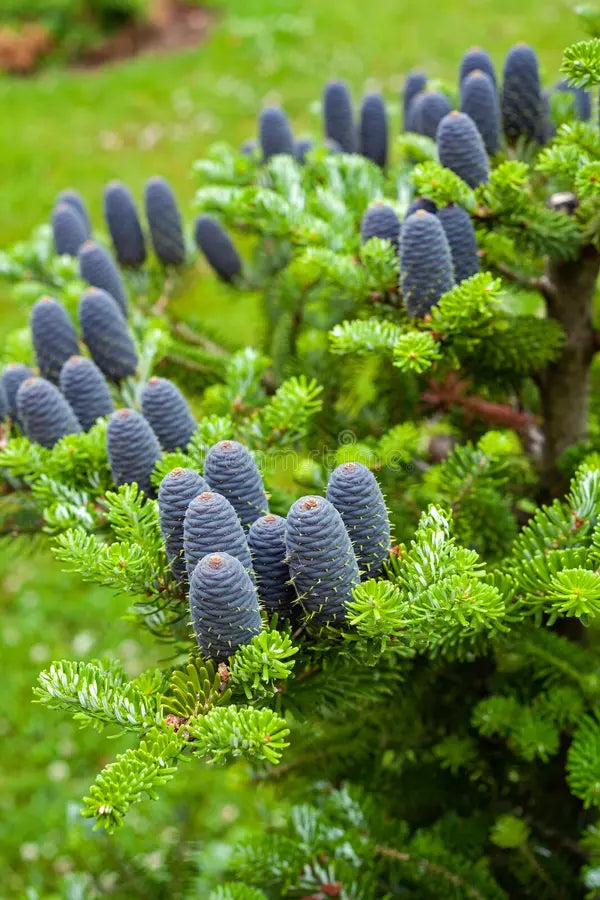 Violet Abies Flower seeds for Planting - Colorful Display, Heirloom & GMO Free Seeds for Home Garden