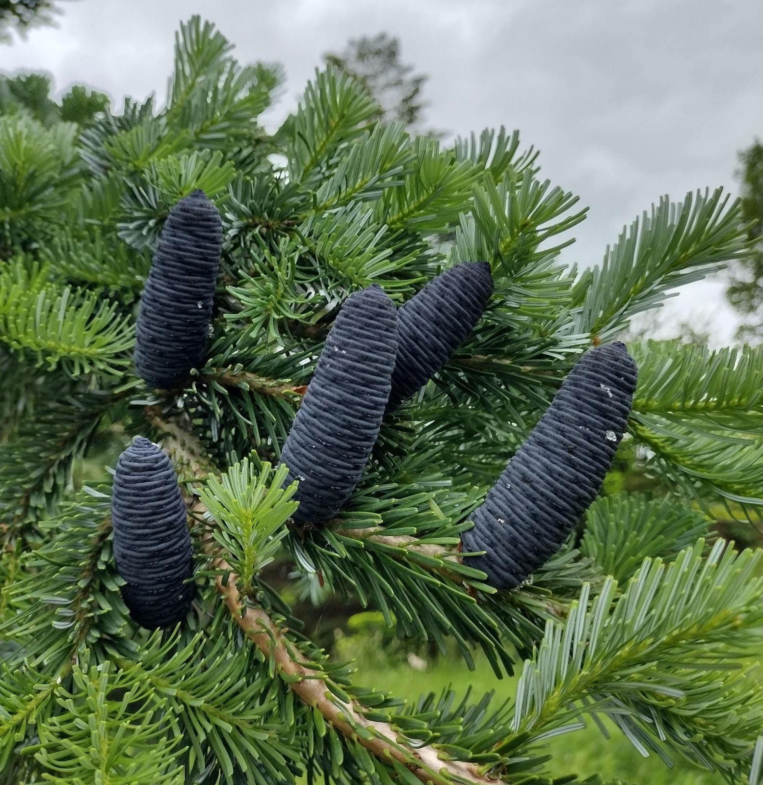 Blue Abies Veitchii Flower seeds for Planting - Garden Favorite, Heirloom & GMO Free Seeds for Home Garden