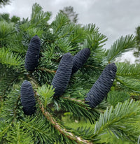 Blue Abies Veitchii Flower seeds for Planting - Garden Favorite, Heirloom & GMO Free Seeds for Home Garden