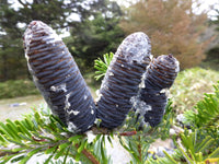 Blue Abies Veitchii Flower seeds for Planting - Garden Favorite, Heirloom & GMO Free Seeds for Home Garden