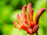 Anigozanthos Humilis Kangaroo Paw Flower Seeds for Easy Planting
