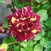 Step-by-Step Guide for Growing Abracadabra Seedlings