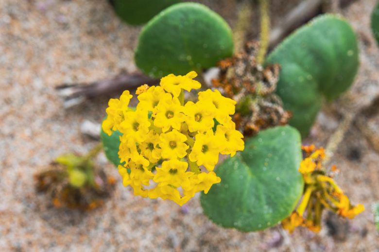 Verbena Yellow Flower seeds for Planting - Low Maintenance, Heirloom & GMO Free Seeds for Home Garden