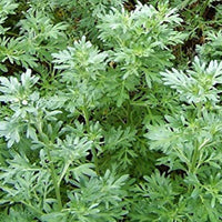 Yellow Blooms of Absinthe Wormwood Plant in Summer