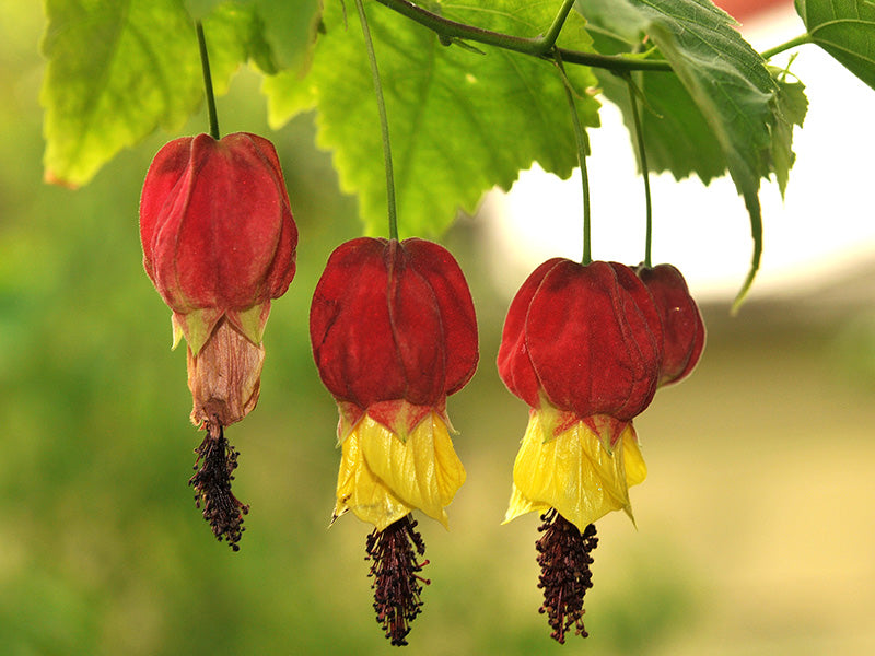 Yellow and Red Bellflower Seeds for Planting