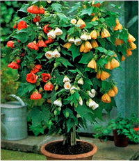 Abutilon Bellevue Flowers in Garden Bed