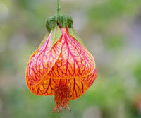Close-up of Abutilon Striatum red-veined flower