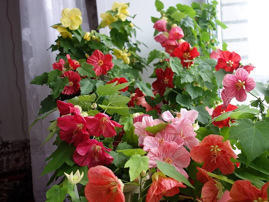 Flowering Maple Plant in Full Bloom