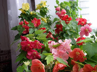 Flowering Maple Plant in Full Bloom