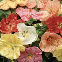 Abutilon Flower seeds for Planting Premium Quality Heirloom & GMO Free Seeds for Home Garden