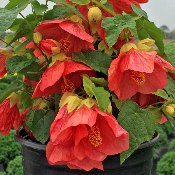 Mixed Abutilon Flower seeds for Planting - Bright Blooms, Heirloom & GMO Free Seeds for Home Garden