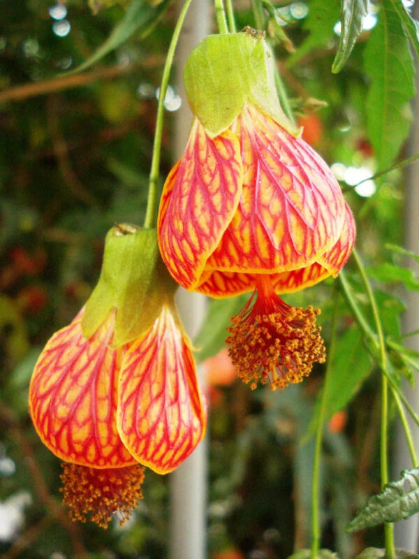 Red Abutilon Striatum Flower seeds for Planting - Cut Flower Favorite, Heirloom & GMO Free Seeds for Home Garden